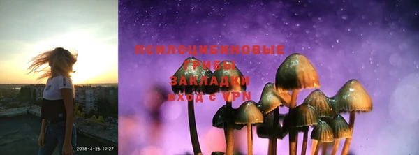 стаф Аркадак